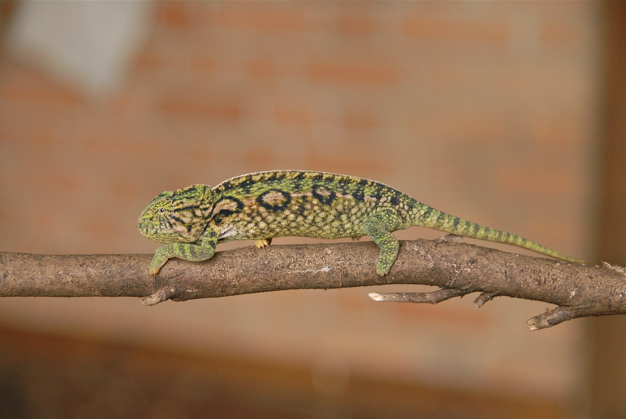 Gyvūnas, Chameleonas, Žalias, Madagaskaras, Nemokamos Nuotraukos,  Nemokama Licenzija