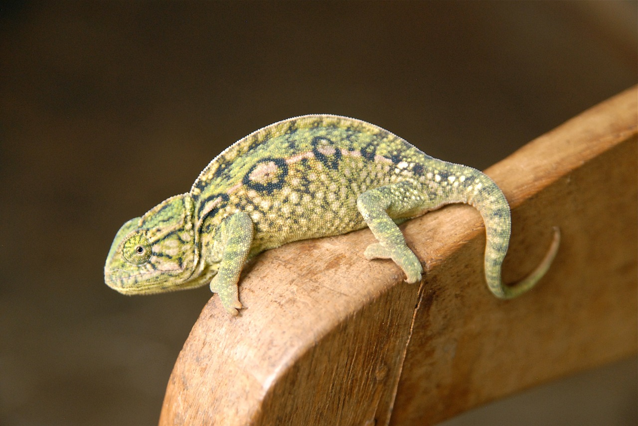 Gyvūnas, Chameleonas, Žalias, Madagaskaras, Nemokamos Nuotraukos,  Nemokama Licenzija