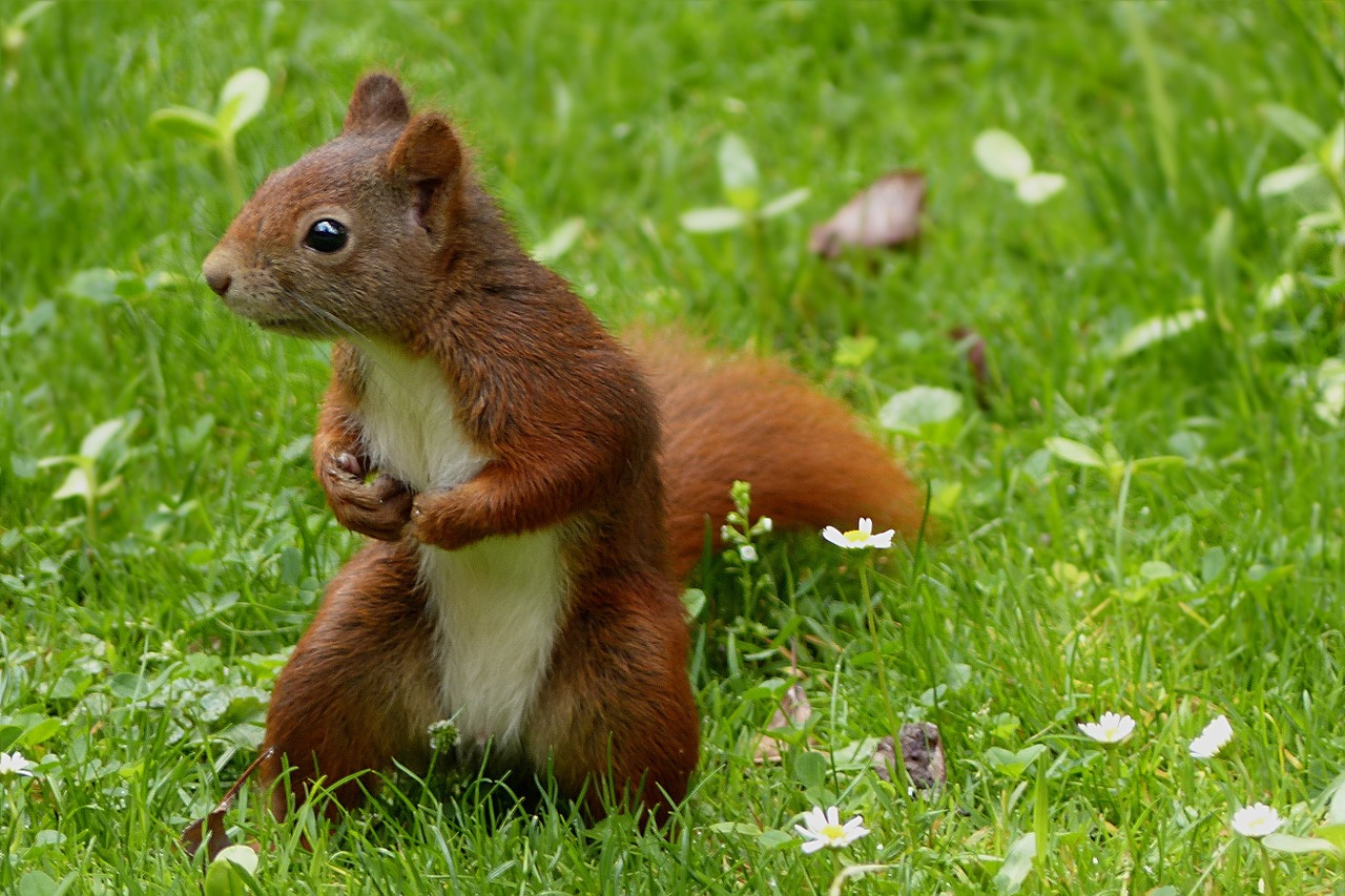 Gyvūnas,  Voverė,  Sciurus,  Possierlich,  Sėdi,  Sodas,  Vasara, Nemokamos Nuotraukos,  Nemokama Licenzija