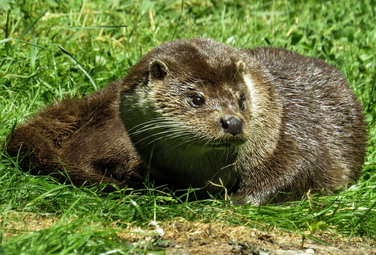 Gyvūnas,  Ūdra,  Kailis,  Pieva,  Laukinės Gamtos Fotografija,  Zoologijos Sodas,  Įdomu, Nemokamos Nuotraukos,  Nemokama Licenzija