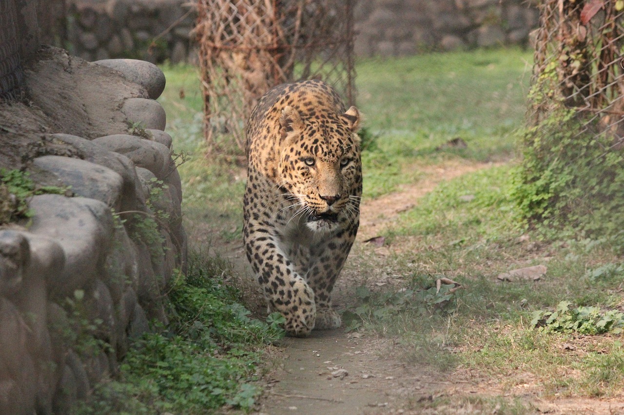 Gyvūnas, Leopardas, Laukinė Gamta, Laukiniai, Gamta, Safari, Afrika, Džiunglės, Žinduolis, Katė