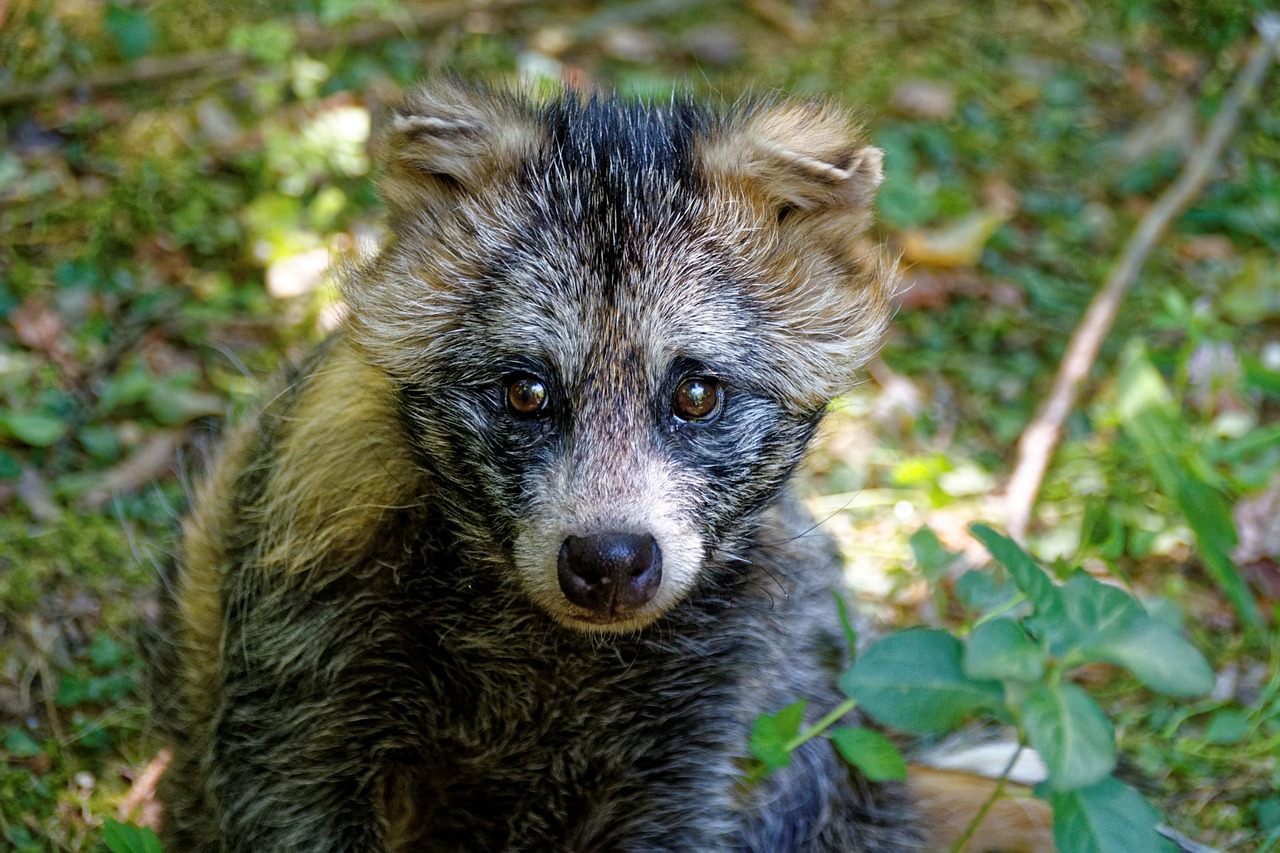 Gyvūnas, Karpis, Jenoklis, Tanuki, Enok, Obstfuchs, Omnivore, Kailis, Laukiniai, Zoologijos Sodas