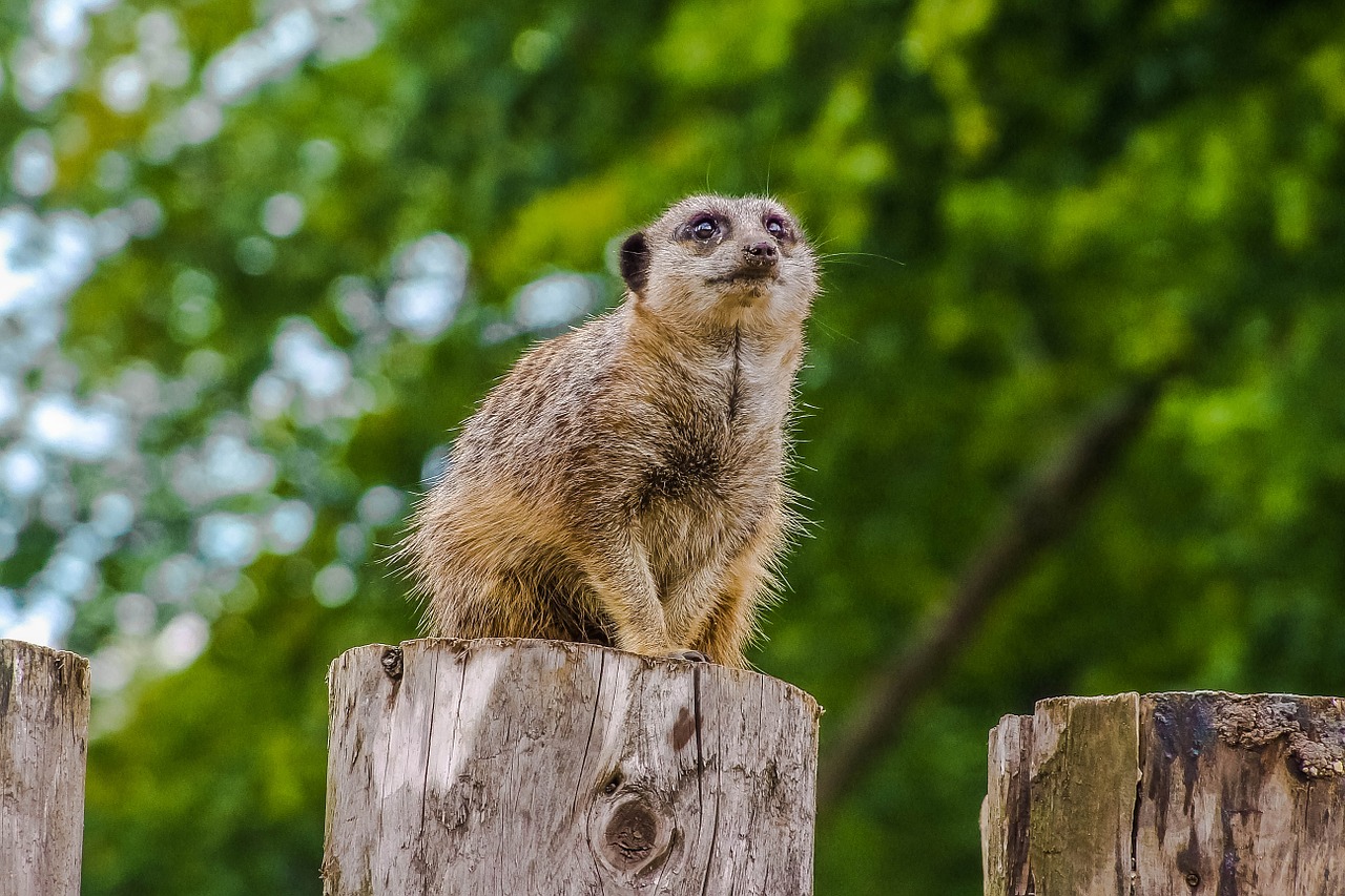 Gyvūnas, Meerkats, Priroda, Nemokamos Nuotraukos,  Nemokama Licenzija