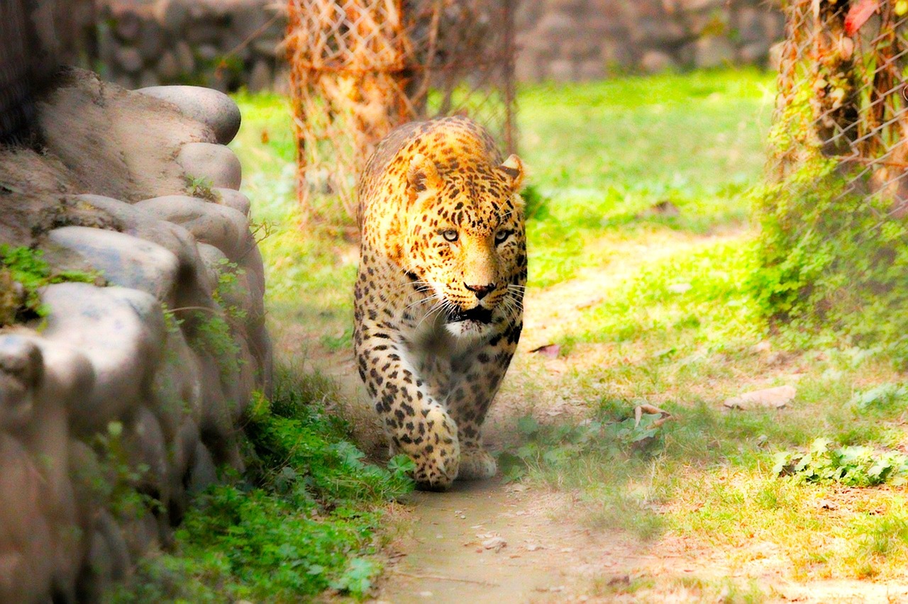 Gyvūnas, Leopardas, Karalius, Laukinė Gamta, Gamta, Laukiniai, Safari, Žinduolis, Afrika, Džiunglės