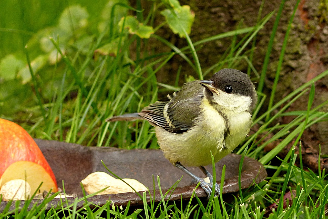 Gyvūnas,  Paukštis,  Šunys,  Parus Majoras,  Jaunas,  Maitinimas,  Sodas,  Vasara, Nemokamos Nuotraukos,  Nemokama Licenzija