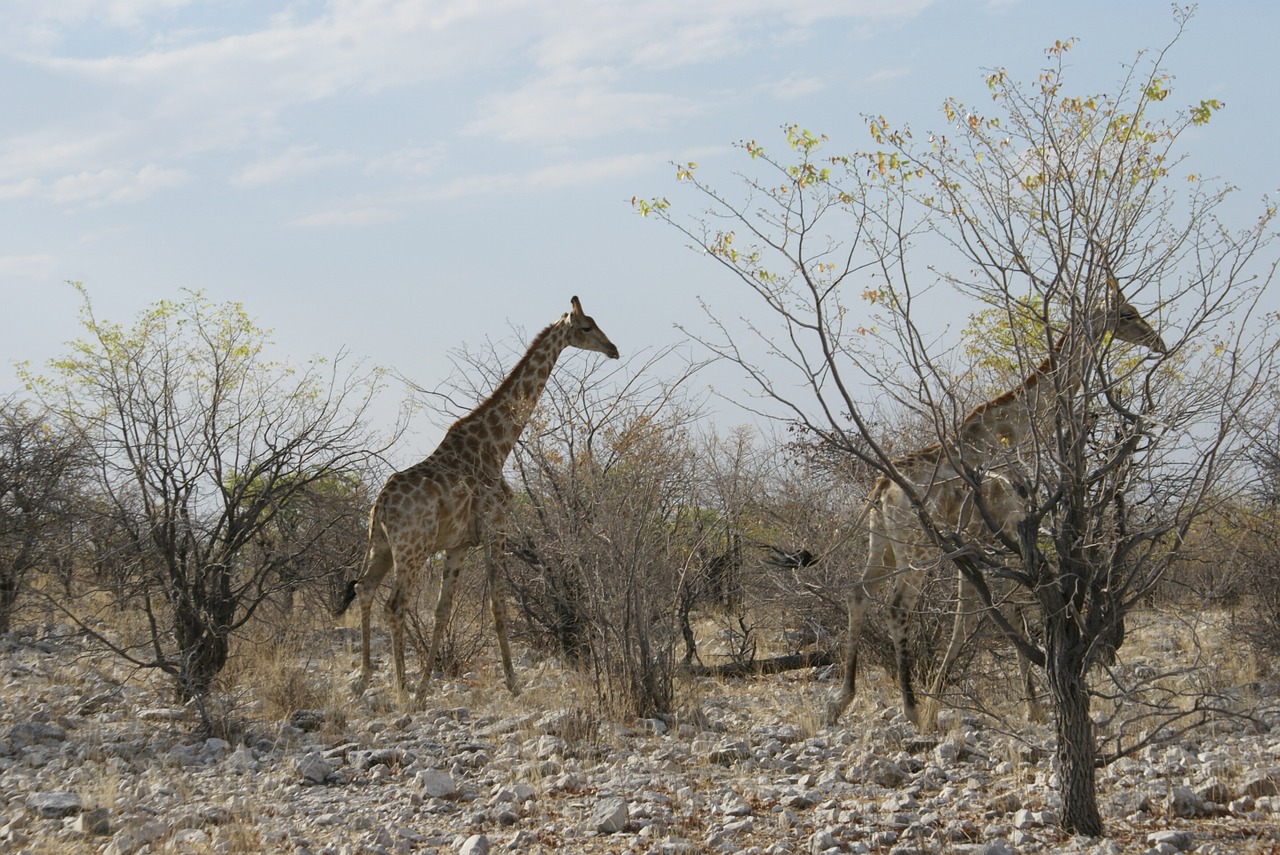 Gyvūnas,  Žirafa,  Safari,  Afrika,  Laukinės Gamtos Fotografija,  Namibija,  Dykuma, Nemokamos Nuotraukos,  Nemokama Licenzija