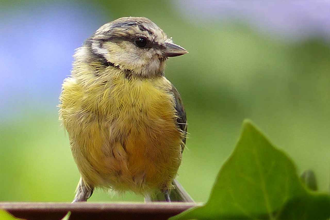 Gyvūnas, Paukštis, Mėlynas Dantis, Jaunas, Cyanistes Caeruleus, Uždaryti, Sodas, Nemokamos Nuotraukos,  Nemokama Licenzija