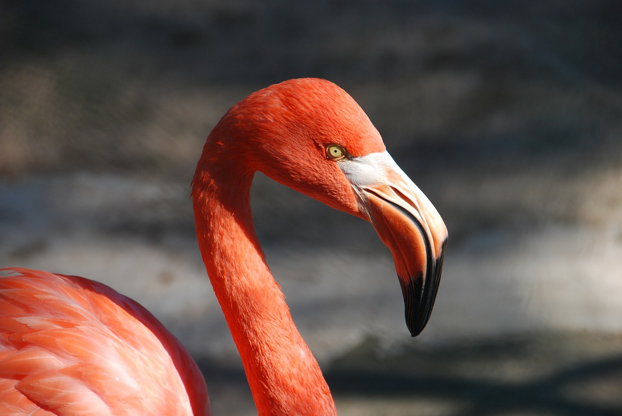 Gyvūnas, Flamingo, Sąskaitą, Raudona, Nemokamos Nuotraukos,  Nemokama Licenzija