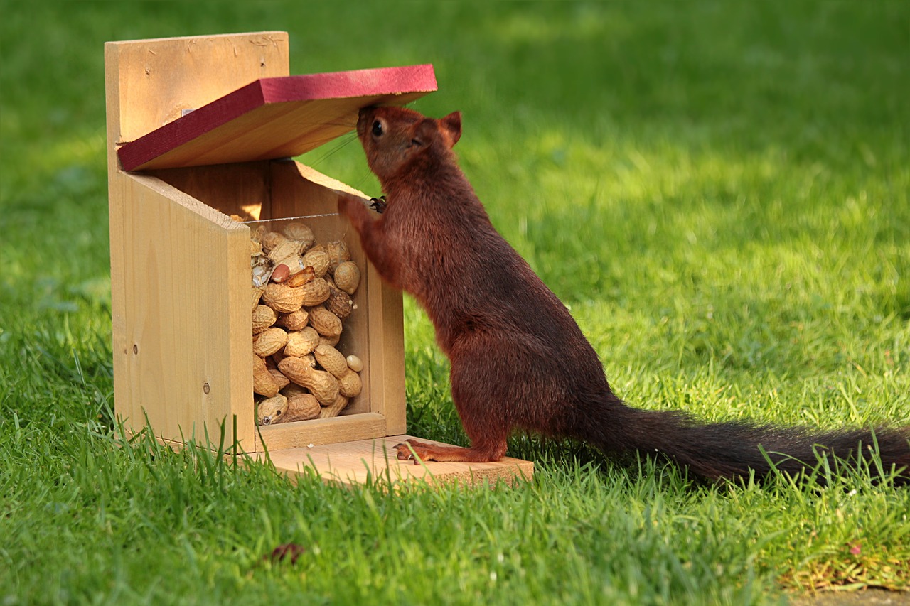 Gyvūnas, Voverė, Sciurus, Maitinimas, Pašarų Dėžė, Riešutai, Nemokamos Nuotraukos,  Nemokama Licenzija