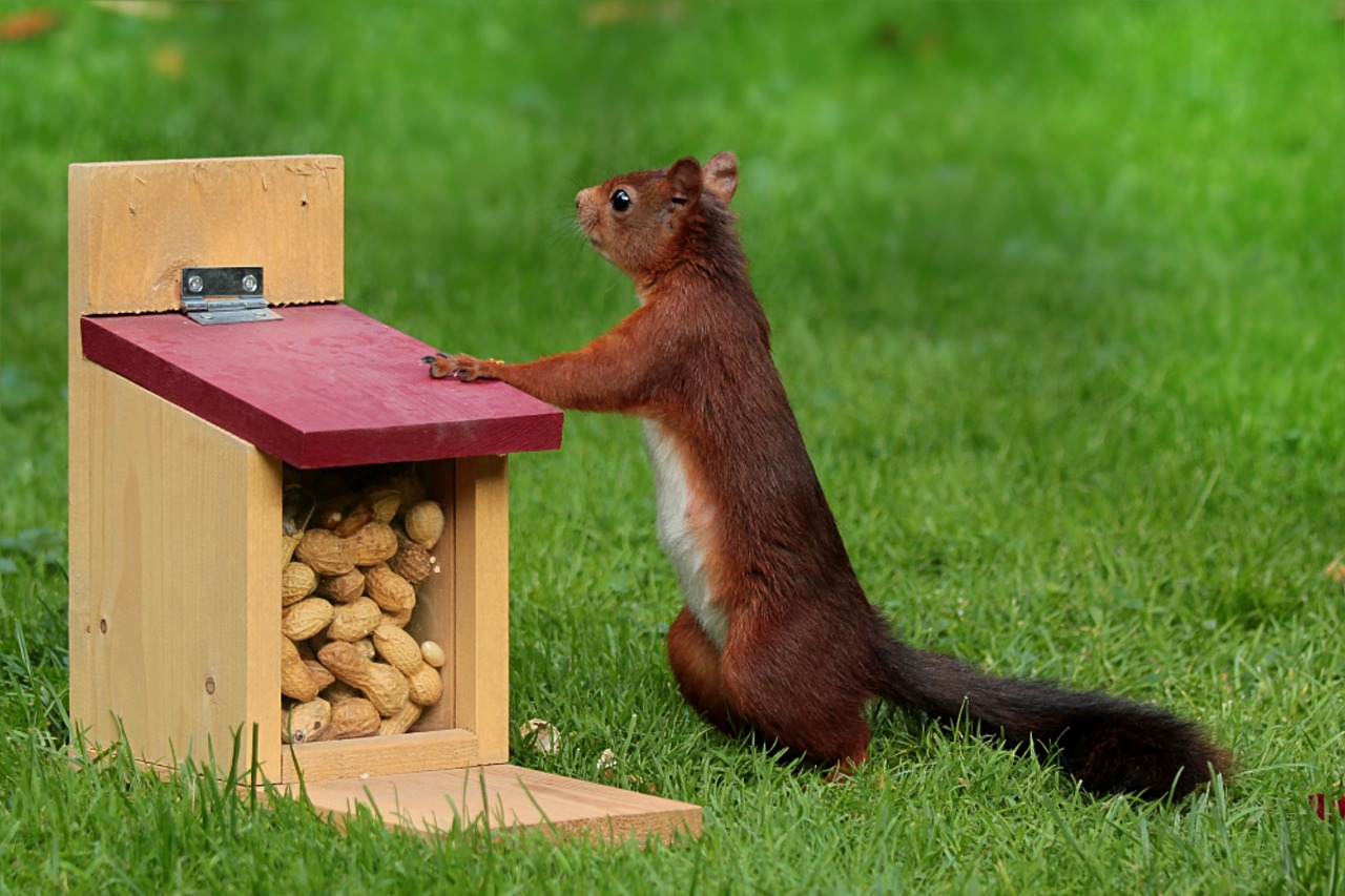 Gyvūnas, Voverė, Sciurus, Maitinimas, Pašarų Dėžė, Riešutai, Nemokamos Nuotraukos,  Nemokama Licenzija