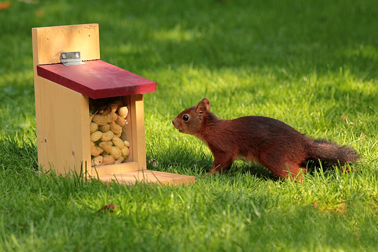 Gyvūnas, Voverė, Sciurus, Maitinimas, Pašarų Dėžė, Riešutai, Nemokamos Nuotraukos,  Nemokama Licenzija