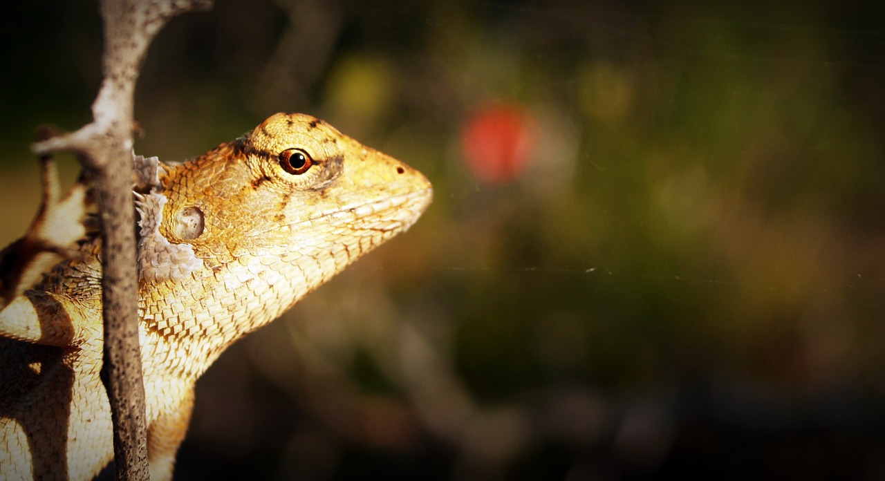 Gyvūnas, Fonas, Basiliskas, Kamufliažas, Chameleonas, Iš Arti, Detalės, Drakonas, Akis, Žalias