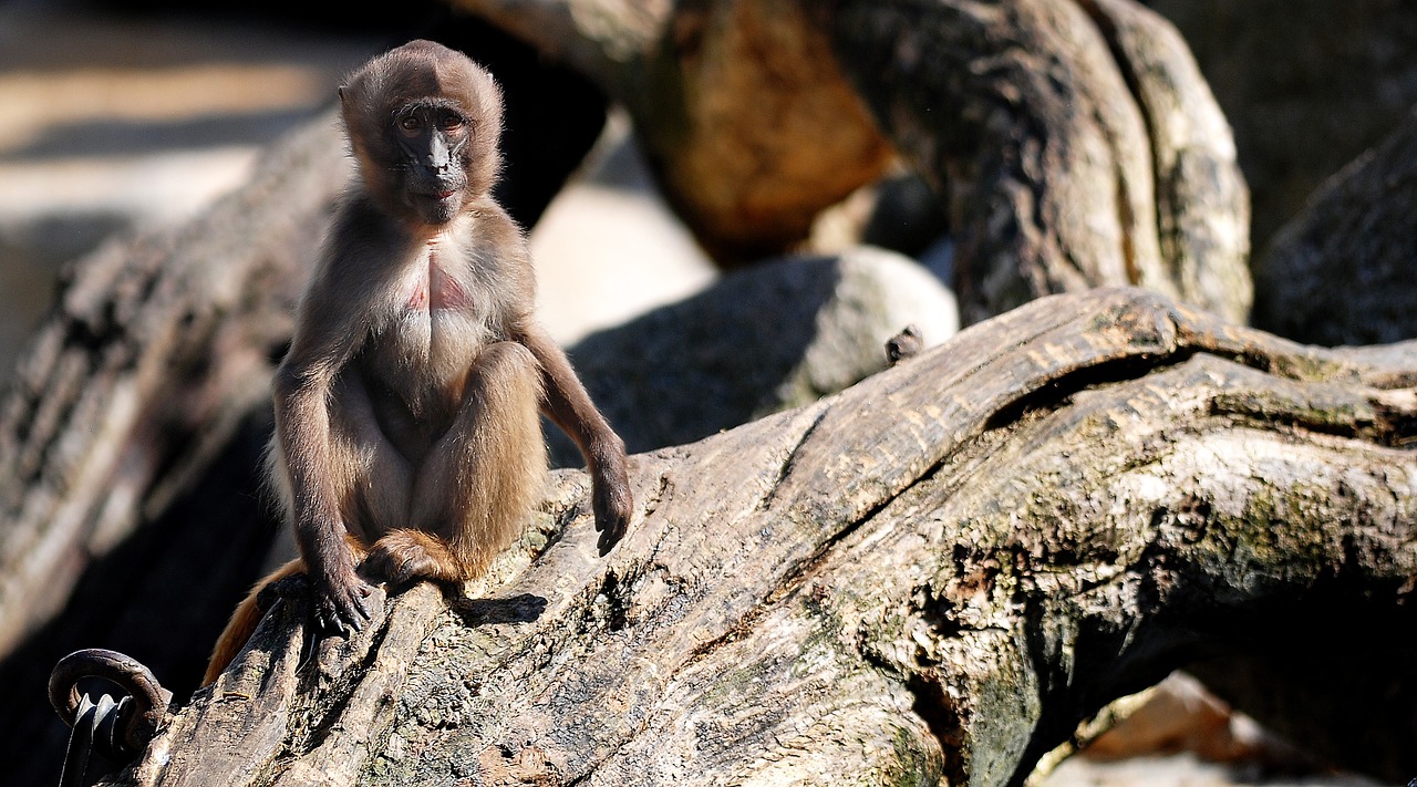 Gyvūnas, Beždžionė, Zoologijos Sodas, Zoologijos Sodai, Laukiniai, Laukinė Gamta, Mielas, Mieli Gyvūnai, Juokinga, Žavinga