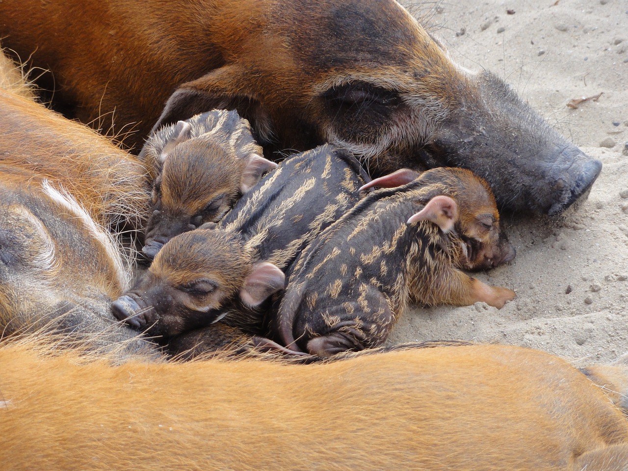 Gyvūnas, Bushpigs, Paršeliai, Miega, Afrikietiška Kiaulė, Nemokamos Nuotraukos,  Nemokama Licenzija