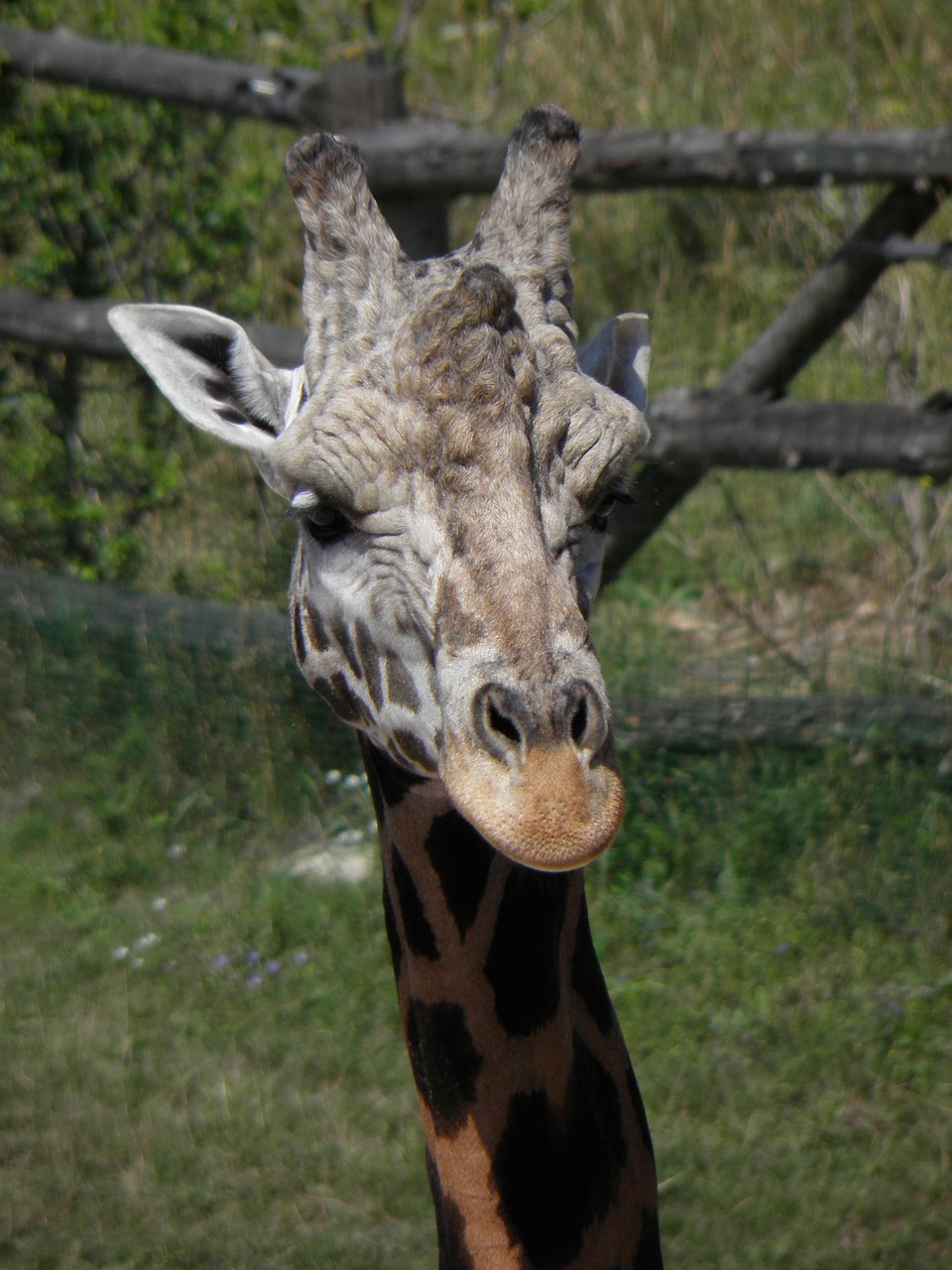 Gyvūnas, Žirafa, Galva, Afrika, Prague Zoo, Nemokamos Nuotraukos,  Nemokama Licenzija