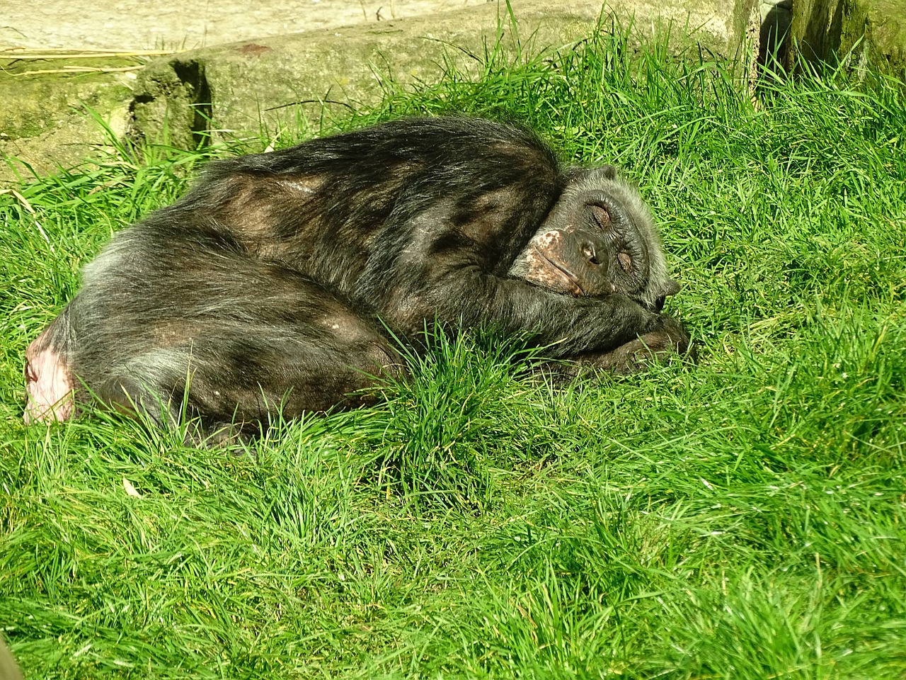 Gyvūnas, Beždžionė, Zoologijos Sodas, Pavargęs, Nemokamos Nuotraukos,  Nemokama Licenzija