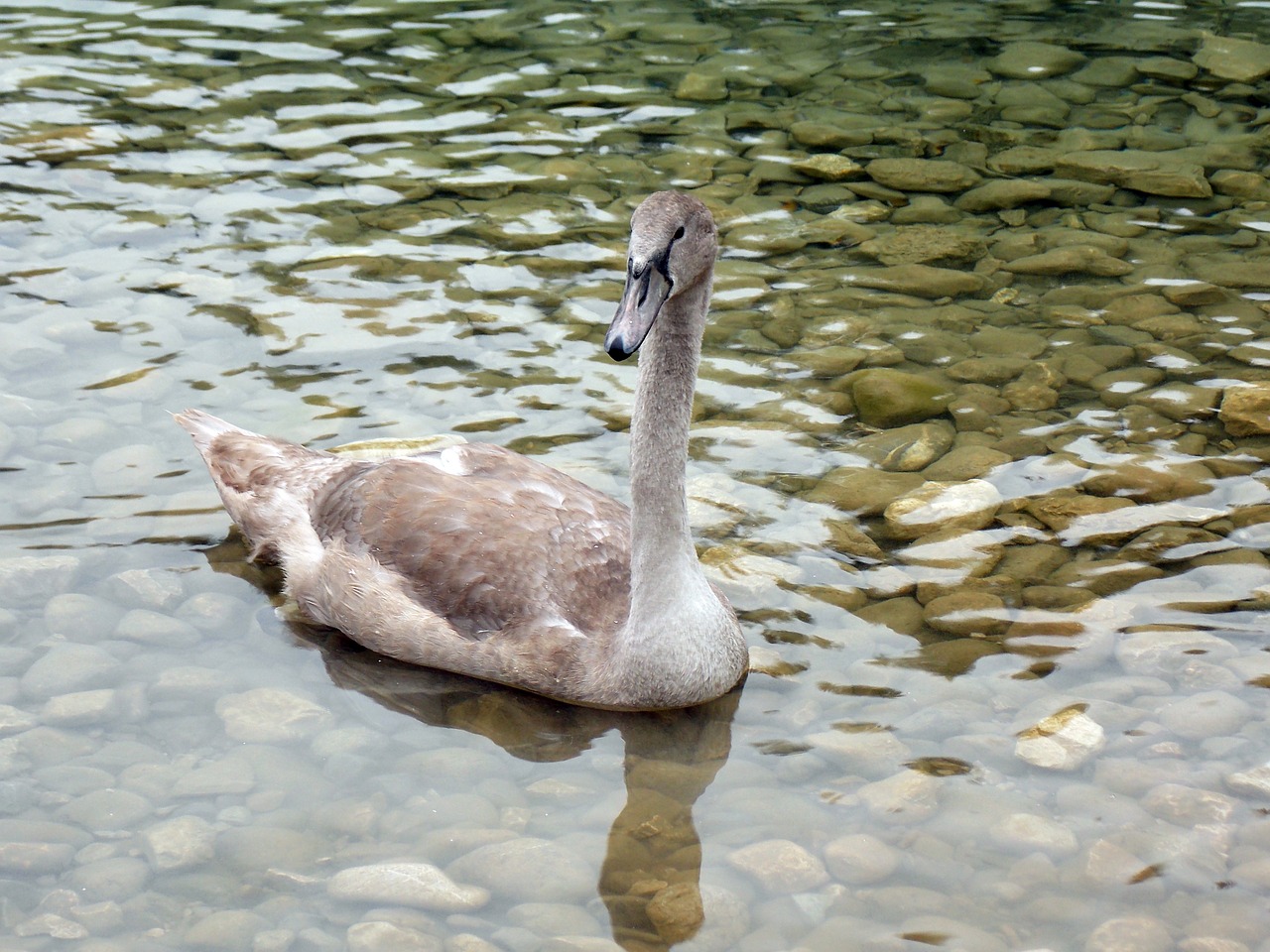 Gyvūnas, Gulbė, Cygnet, Paukštis, Gulbė Jauni, Gamta, Nemokamos Nuotraukos,  Nemokama Licenzija