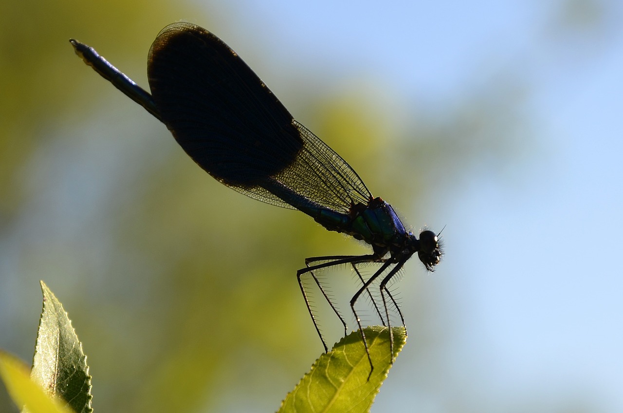 Gyvūnas, Vabzdys, Lazda, Gamta, Fauna, Nemokamos Nuotraukos,  Nemokama Licenzija