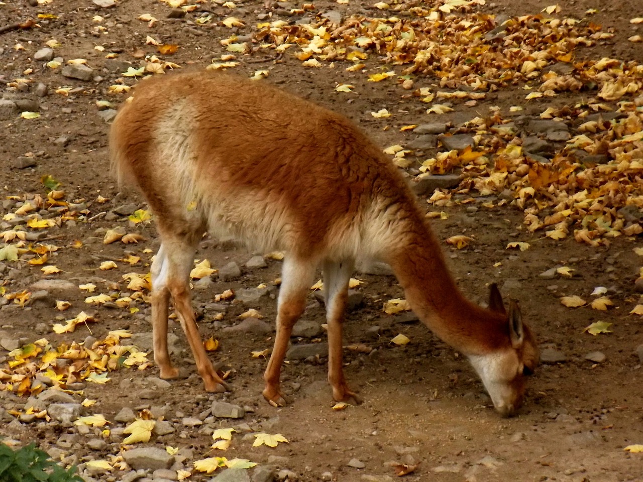 Gyvūnas, Zoologijos Sodas, Elnias, Ruda, Žinduolis, Kupranugaris, Nemokamos Nuotraukos,  Nemokama Licenzija