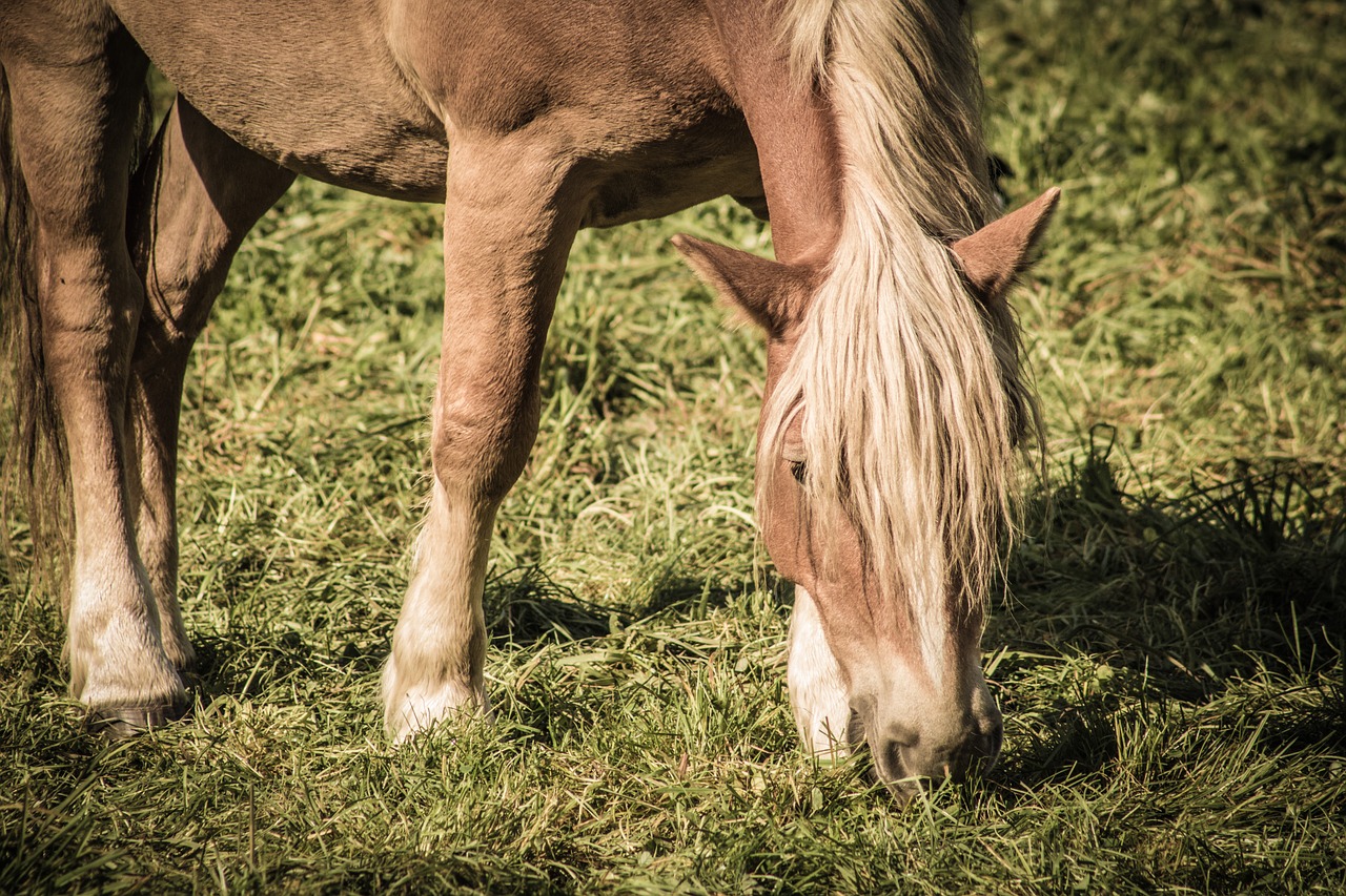 Gyvūnas, Arklys, Haflinger, Ruda, Valgyti, Žolė, Smėlio Spalvos, Gamta, Nemokamos Nuotraukos,  Nemokama Licenzija