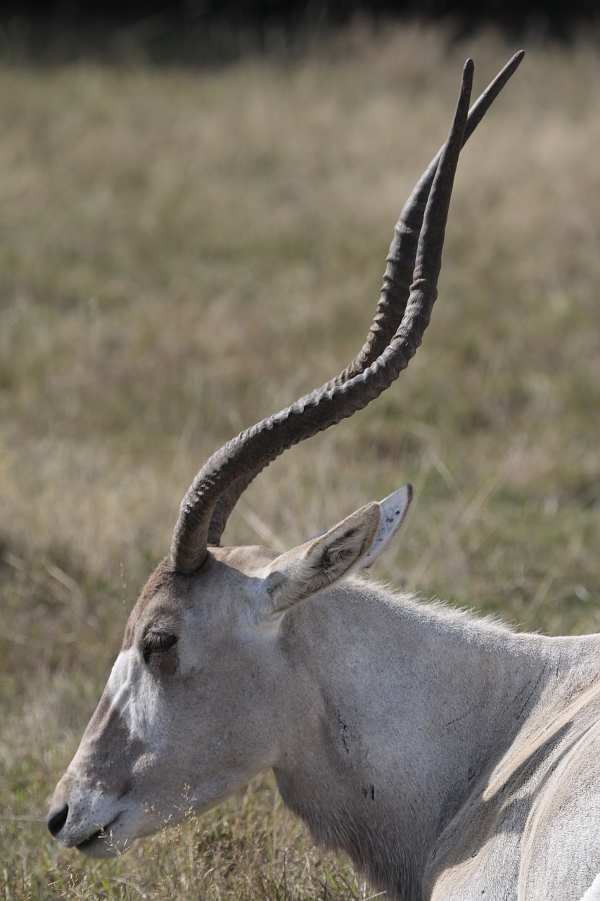 Gyvūnas Afrikoje, Ragas, Oryx, Nemokamos Nuotraukos,  Nemokama Licenzija