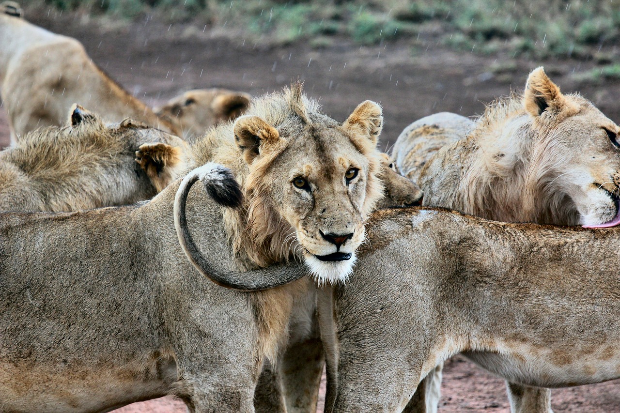 Gyvūnų Fotografija, Gyvūnai, Iš Arti, Grupė, Liūtas, Liūtys, Makro, Safari, Laukinis Gyvūnas, Nemokamos Nuotraukos