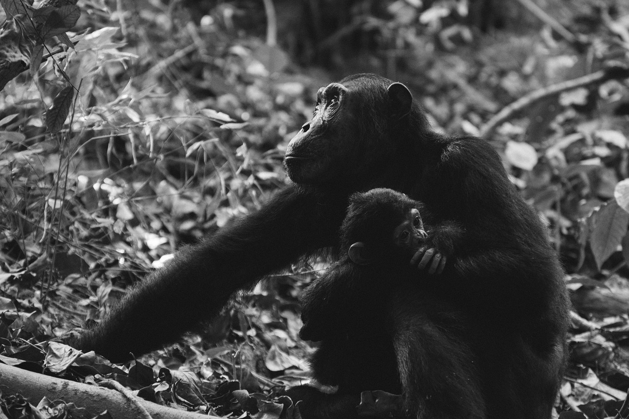 Gyvūnų Fotografija, Gyvūnai, Šimpanzės, Beždžionės, Primatas, Laukinė Gamta, Nemokamos Nuotraukos,  Nemokama Licenzija