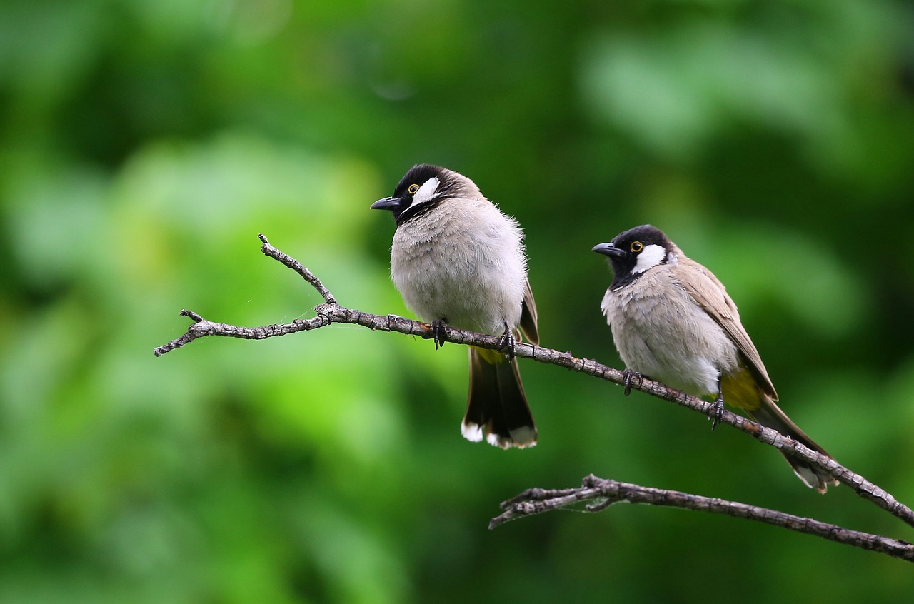 Gyvūnų Fotografija, Paukščiai, Filialas, Makro, Sustingęs, Nemokamos Nuotraukos,  Nemokama Licenzija