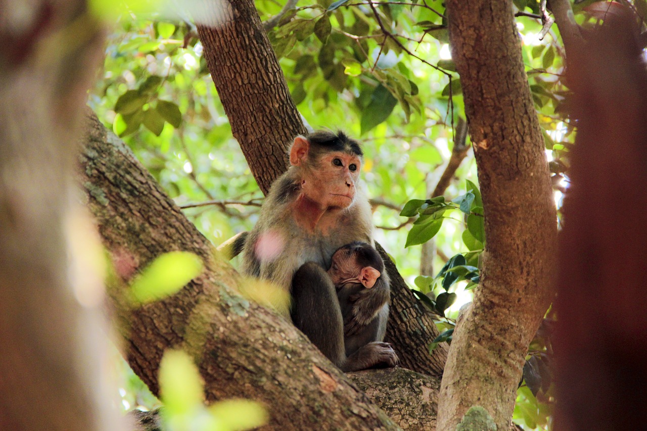 Gyvūnų Fotografija, Džiunglės, Beždžionė, Nemokamos Nuotraukos,  Nemokama Licenzija