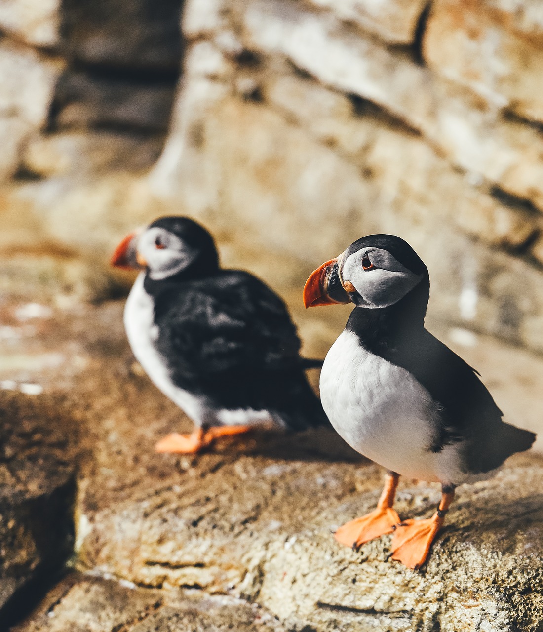 Gyvūnų Fotografija, Gyvūnai, Paukščiai, Mielas, Puffins, Nemokamos Nuotraukos,  Nemokama Licenzija