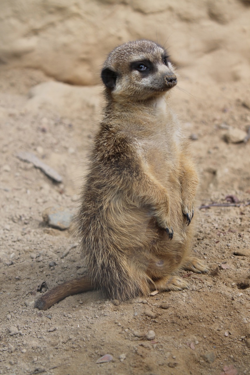 Gyvūnų Pasaulis, Meerkat, Smėlis, Saldus, Gražus, Padaras, Gyvūnai, Kūdikis, Vaikas, Žinduolis