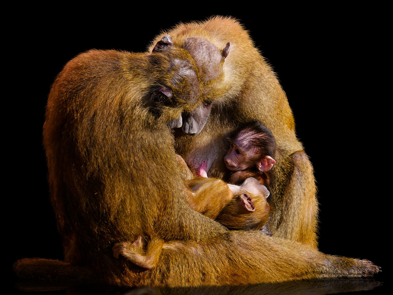 Gyvūnų Pasaulis, Beždžionė, Žinduolis, Primatas, Babuinas, Shinxpavian, Meilė, Motina Ir Vaiku, Maža Bezdžionė, Motinystės Meilė