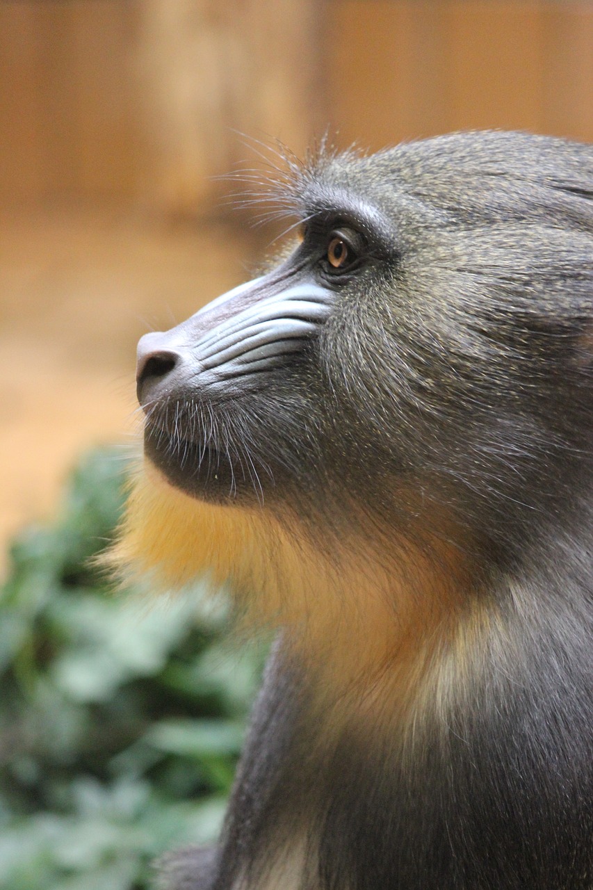 Gyvūnų Pasaulis,  Gyvūnas,  Beždžionė,  Gamta,  Laukiniai,  Mandrill,  Be Honoraro Mokesčio, Nemokamos Nuotraukos,  Nemokama Licenzija