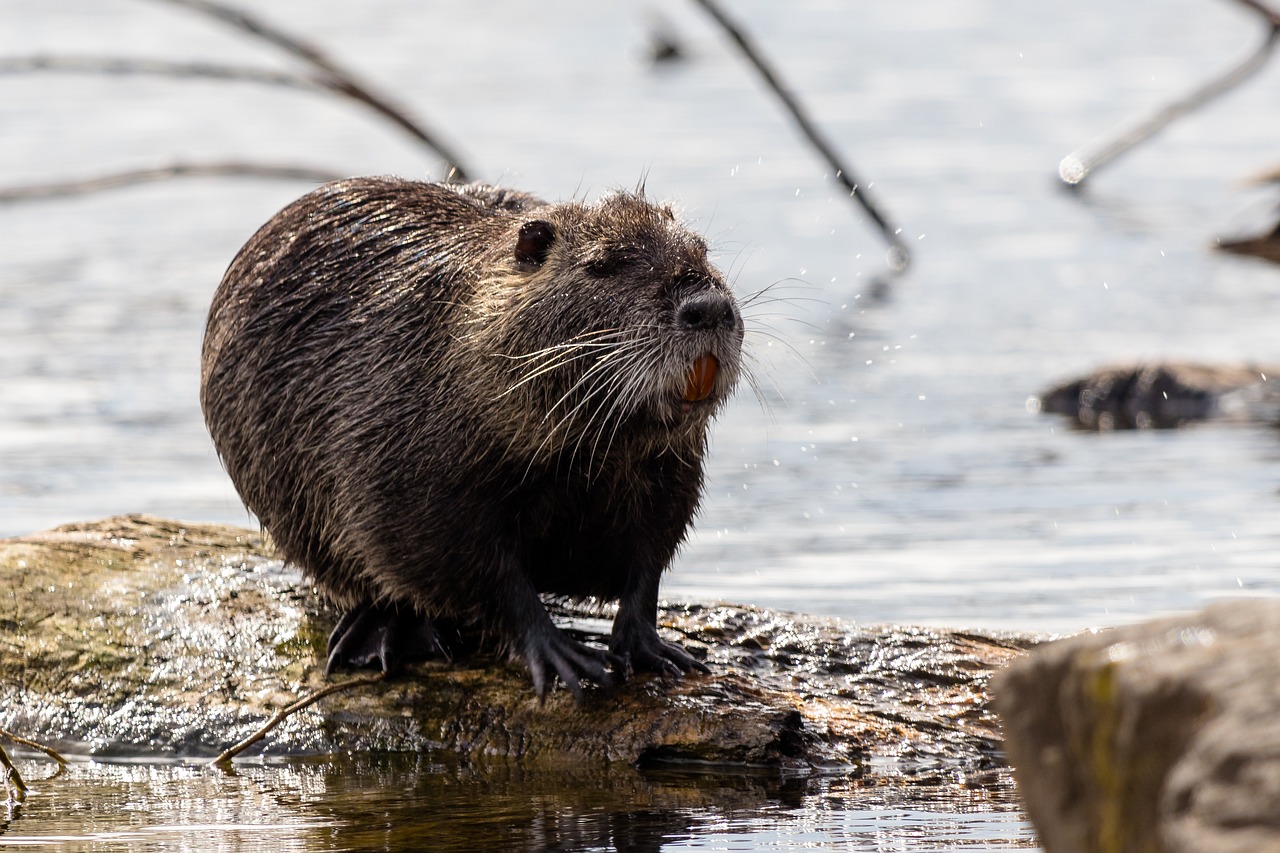 Gyvūnų Pasaulis,  Gamta,  Gyvūnas,  Vandenys,  Žinduolis,  Nutria,  Be Honoraro Mokesčio, Nemokamos Nuotraukos,  Nemokama Licenzija