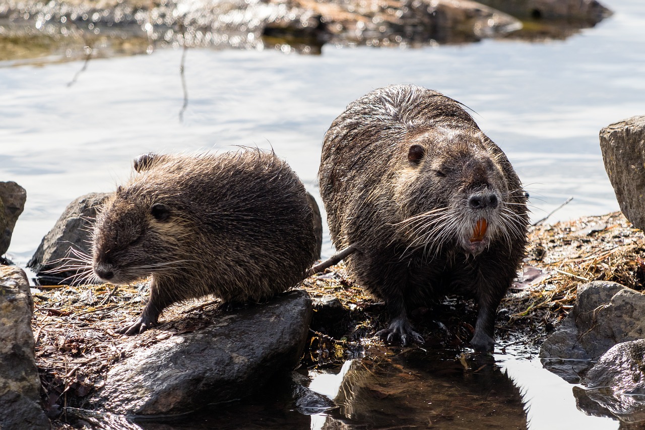 Gyvūnų Pasaulis,  Žinduolis,  Vandenys,  Gamta,  Gyvūnas,  Nutria,  Be Honoraro Mokesčio, Nemokamos Nuotraukos,  Nemokama Licenzija