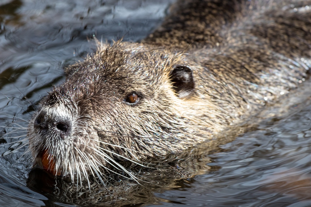 Gyvūnų Pasaulis,  Žinduolis,  Gamta,  Vandenys,  Gyvūnas,  Nutria,  Be Honoraro Mokesčio, Nemokamos Nuotraukos,  Nemokama Licenzija