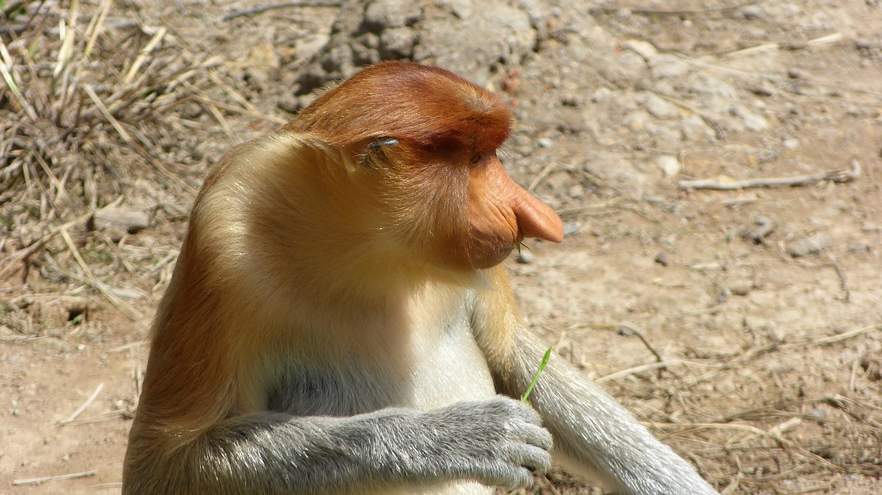 Gyvūnijos Pasaulyje,  Pobūdį,  Gyvūnas,  Beždžionė,  Sėdėti,  Žinduolis,  Didnosė Beždžionė,  Borneo,  Labuk Bay, Nemokamos Nuotraukos