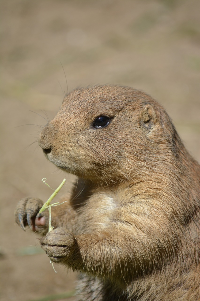 Gyvūnijos Pasaulyje,  Žinduolis,  Gyvūnas,  Pobūdį,  Mielas,  Prerijų,  Meerkat,  Stepė, Nemokamos Nuotraukos,  Nemokama Licenzija