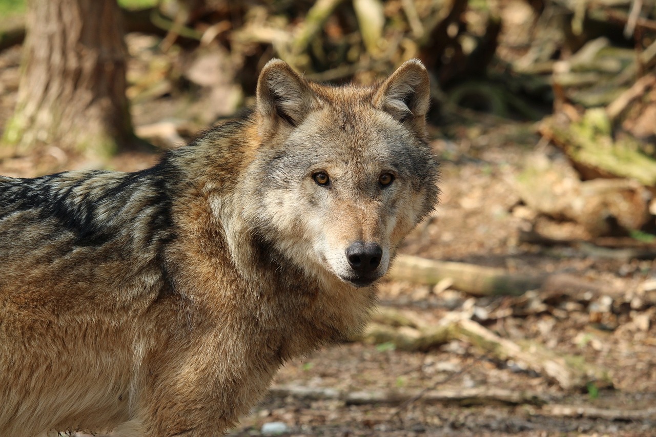 Gyvūnijos Pasaulyje,  Pobūdį,  Predator,  Gyvūnas,  Laukinių,  Mėsėdžiai,  Žinduolis,  Vilkas,  Mediena,  Šuo