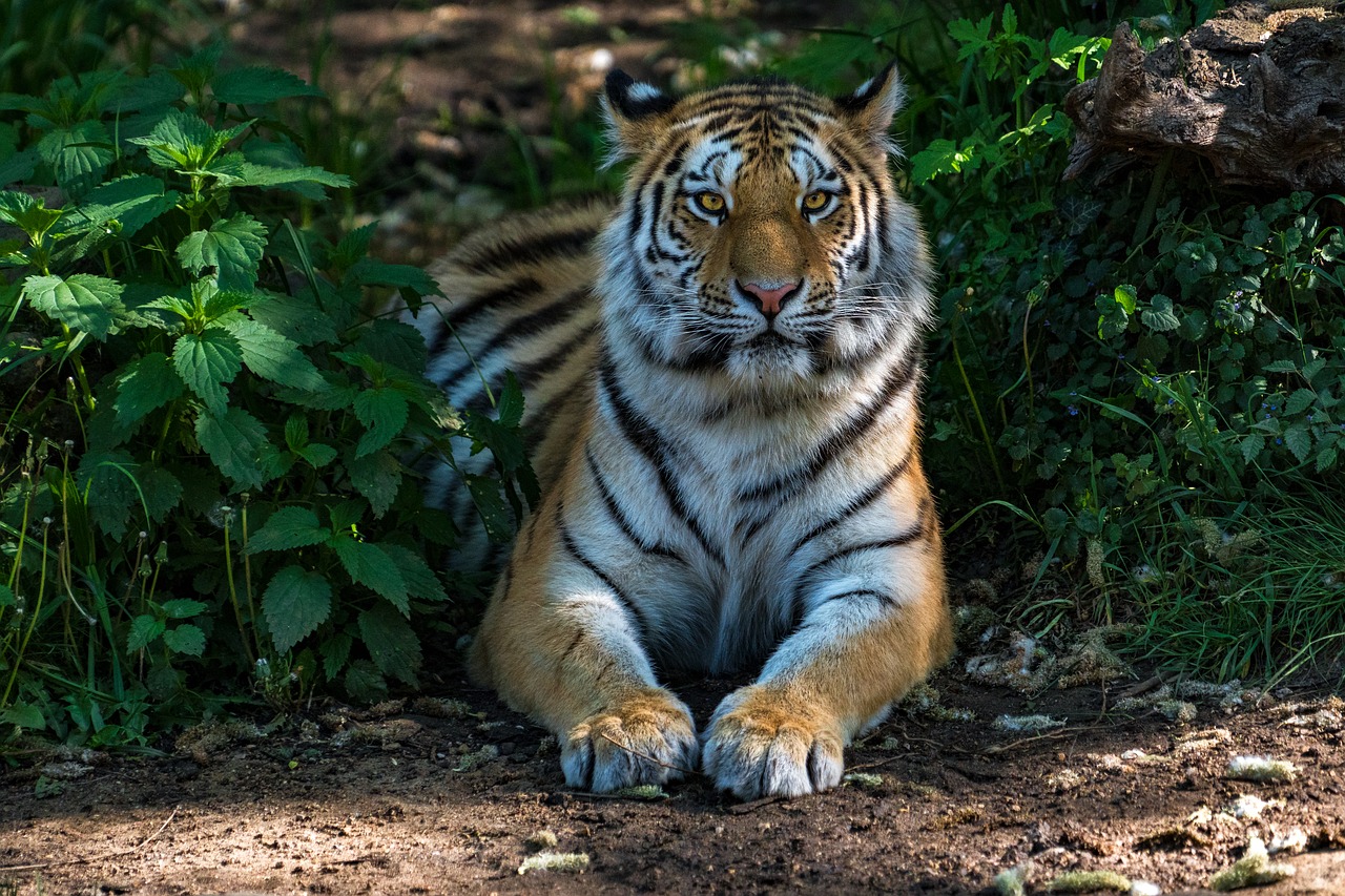 Gyvūnijos Pasaulyje,  Pobūdį,  Katė,  Žinduolis,  Mėsėdžiai,  Tigras,  Gyvūnas,  Laukinių,  Rizika,  Predator