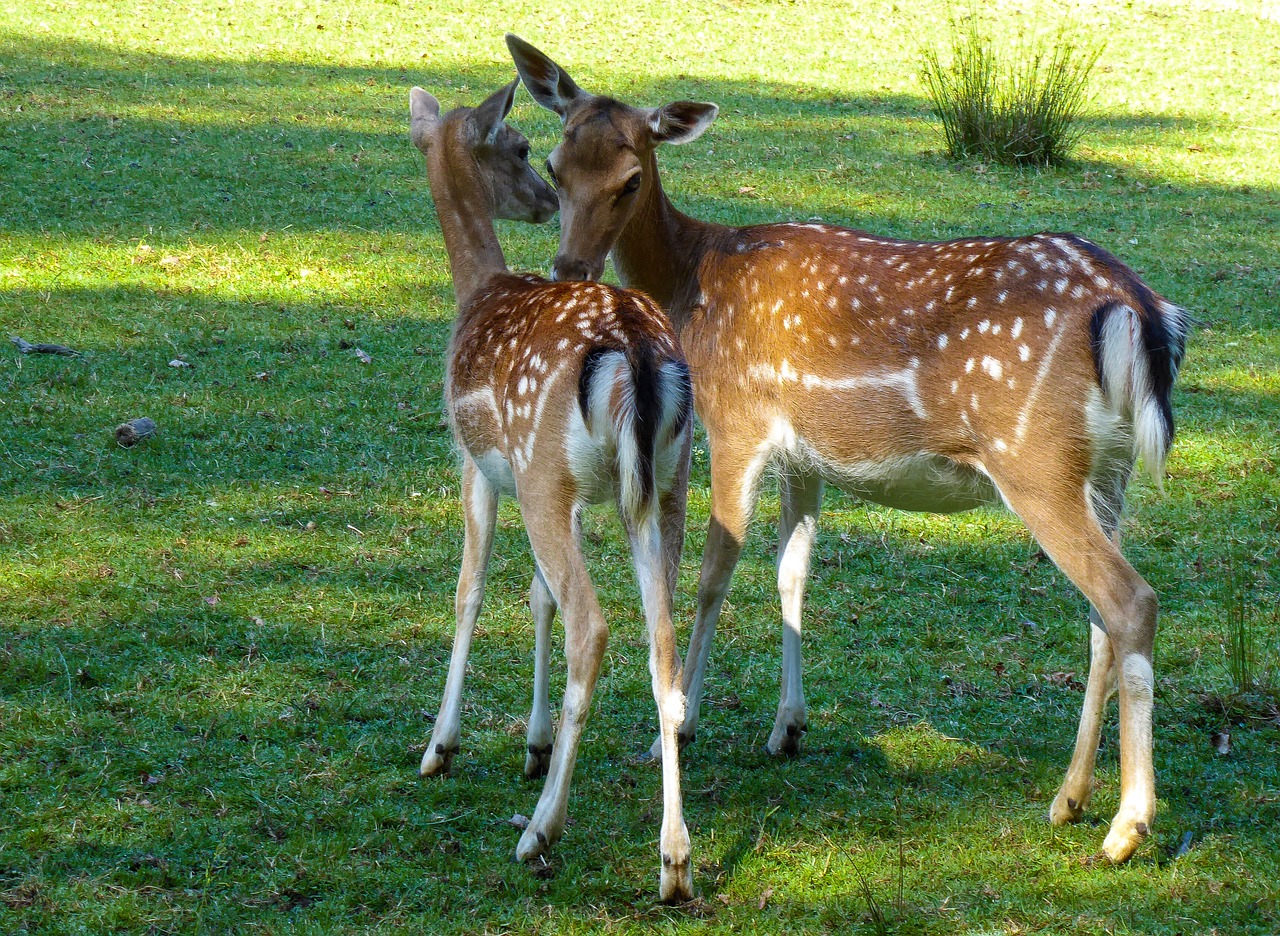 Gyvūnijos Pasaulyje,  Hirsch,  Danielius,  Danielius,  Kitz,  Motina Ir Vaikas, Nemokamos Nuotraukos,  Nemokama Licenzija