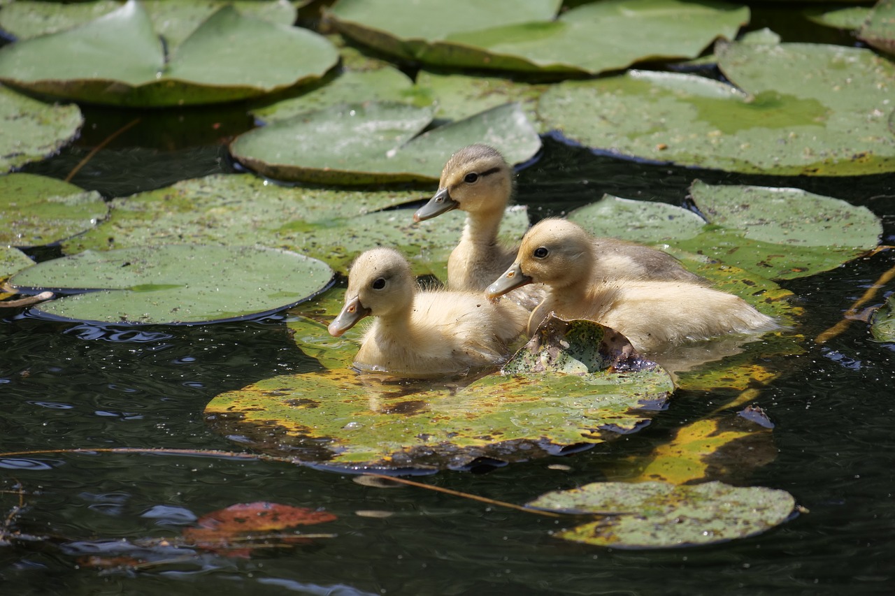 Gyvūnijos Pasaulyje,  Gyvūnai,  Paukštis,  Vanduo Paukštis,  Antis Paukštis,  Jauni Paukščiai,  Ančiukų,  Mallard,  Schwimmvogel,  Plaukti