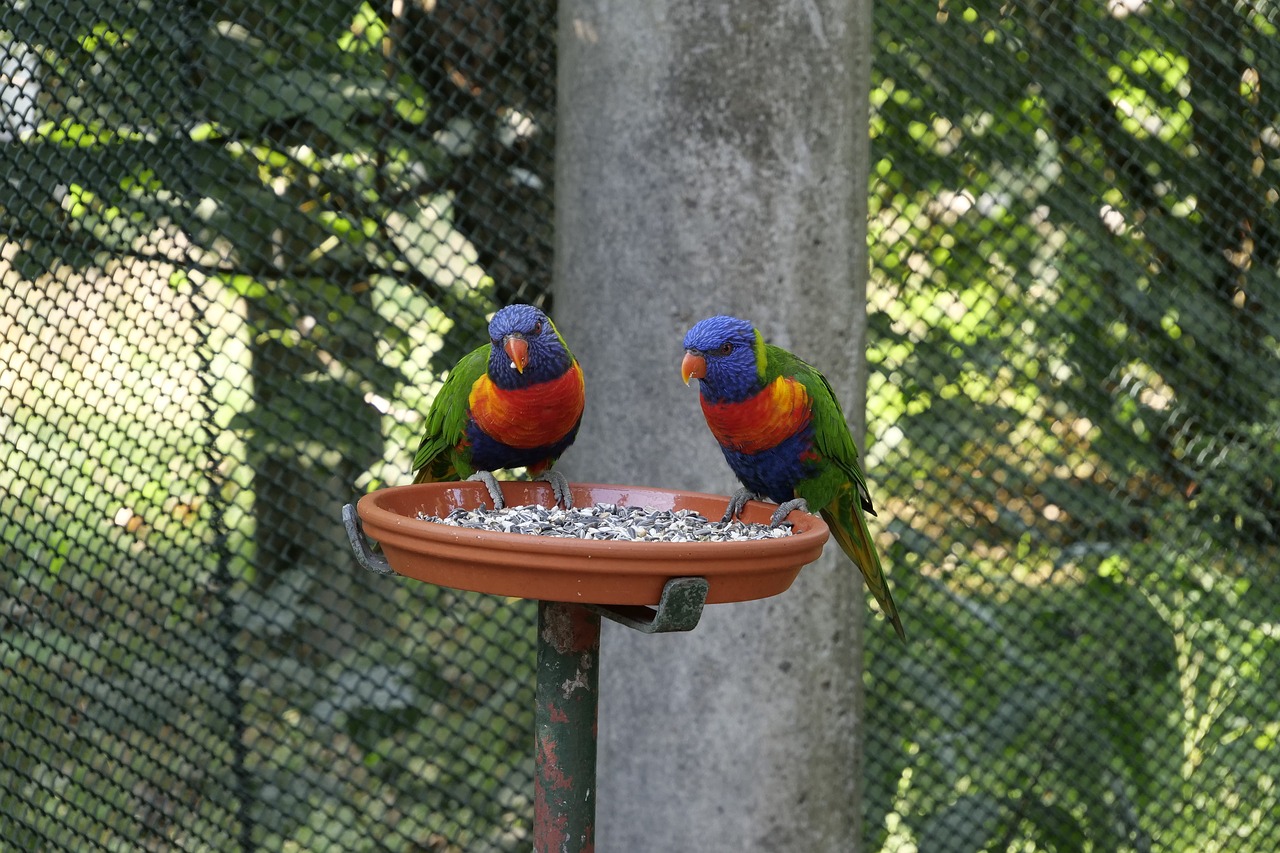 Gyvūnijos Pasaulyje,  Paukščiai,  Parrot,  Loris,  Medaus Papūga,  Nedidelis Papūga,  Lorinae,  Spalvinga,  Plunksnos,  Sėdi