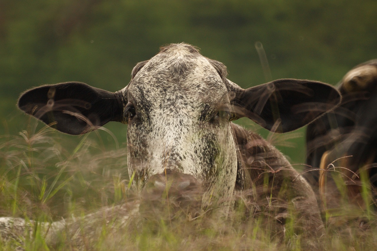 Animalesel, Laukas, Gamta, Quindio, Kolumbija, Nemokamos Nuotraukos,  Nemokama Licenzija