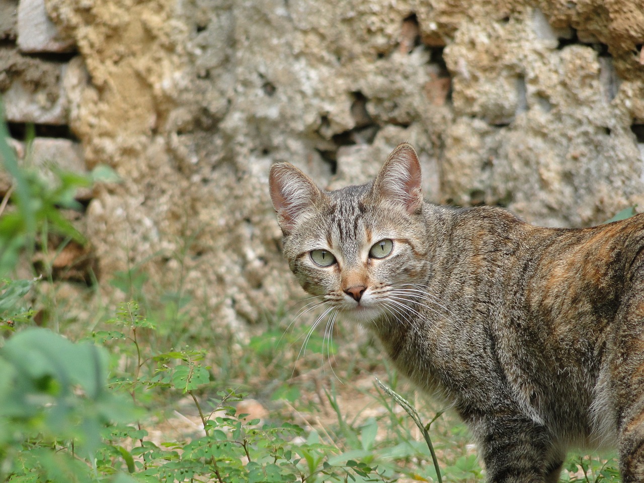 Animalia,  Pobūdį,  Katė,  Mielas, Nemokamos Nuotraukos,  Nemokama Licenzija