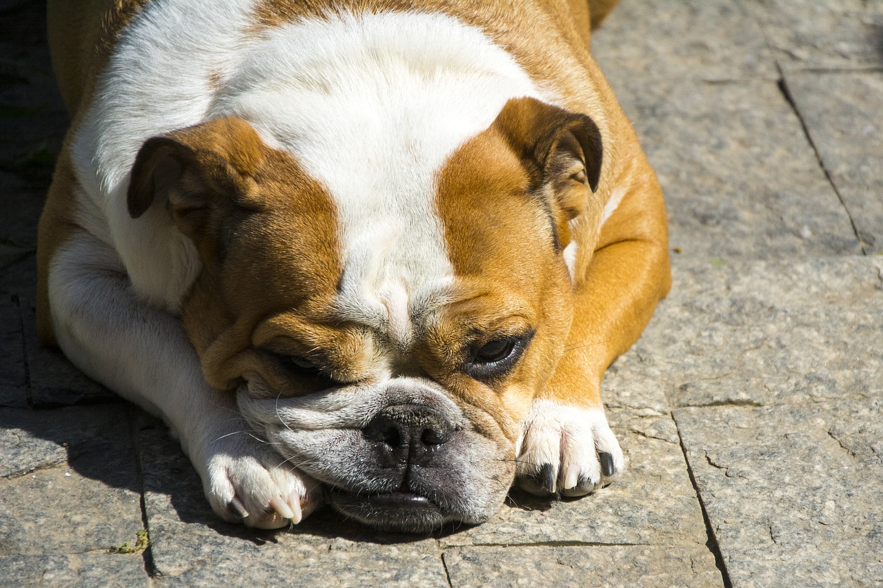 Animalia,  Šuo,  Žinduoliai,  Mielas, Nemokamos Nuotraukos,  Nemokama Licenzija