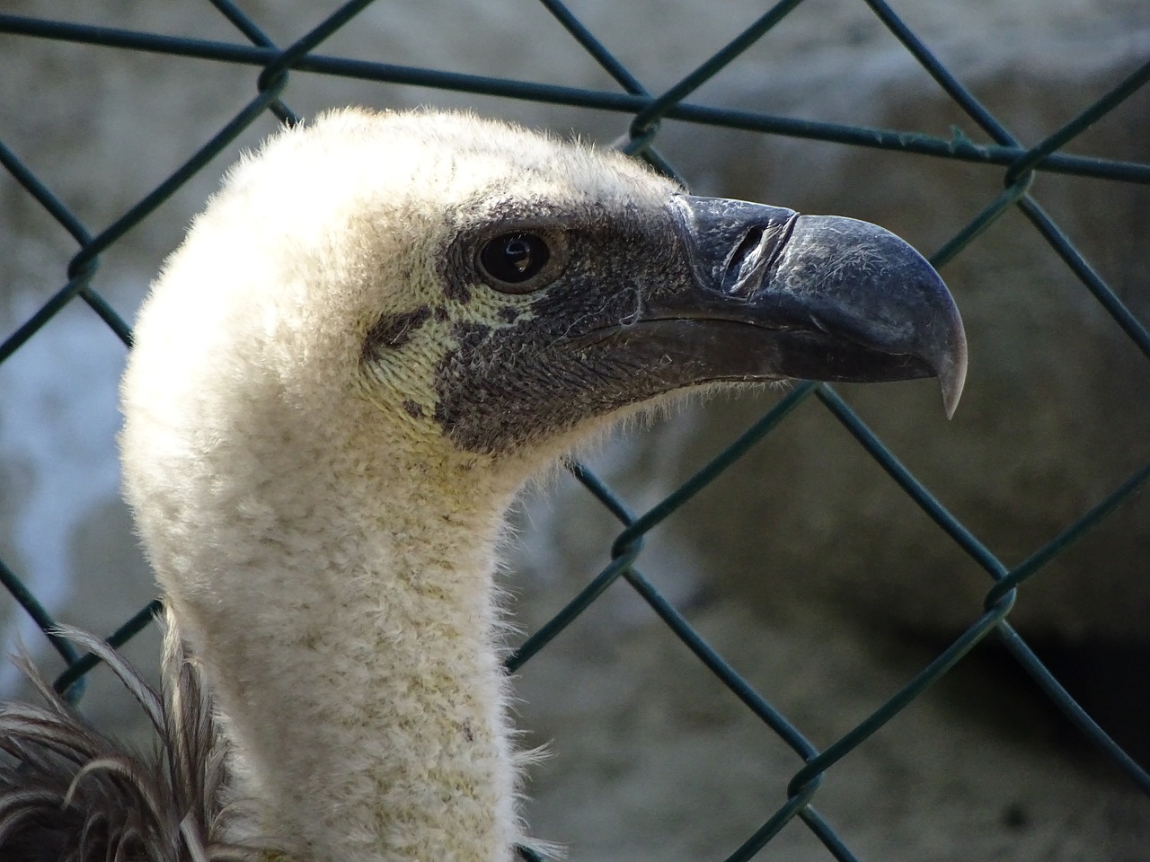 Animalia,  Laukinis Gyvenimas,  Pobūdį,  Paukščiai,  Narvas,  Paukštis,  Pr,  Gyvūnas,  Gyvūnai,  Narvuose