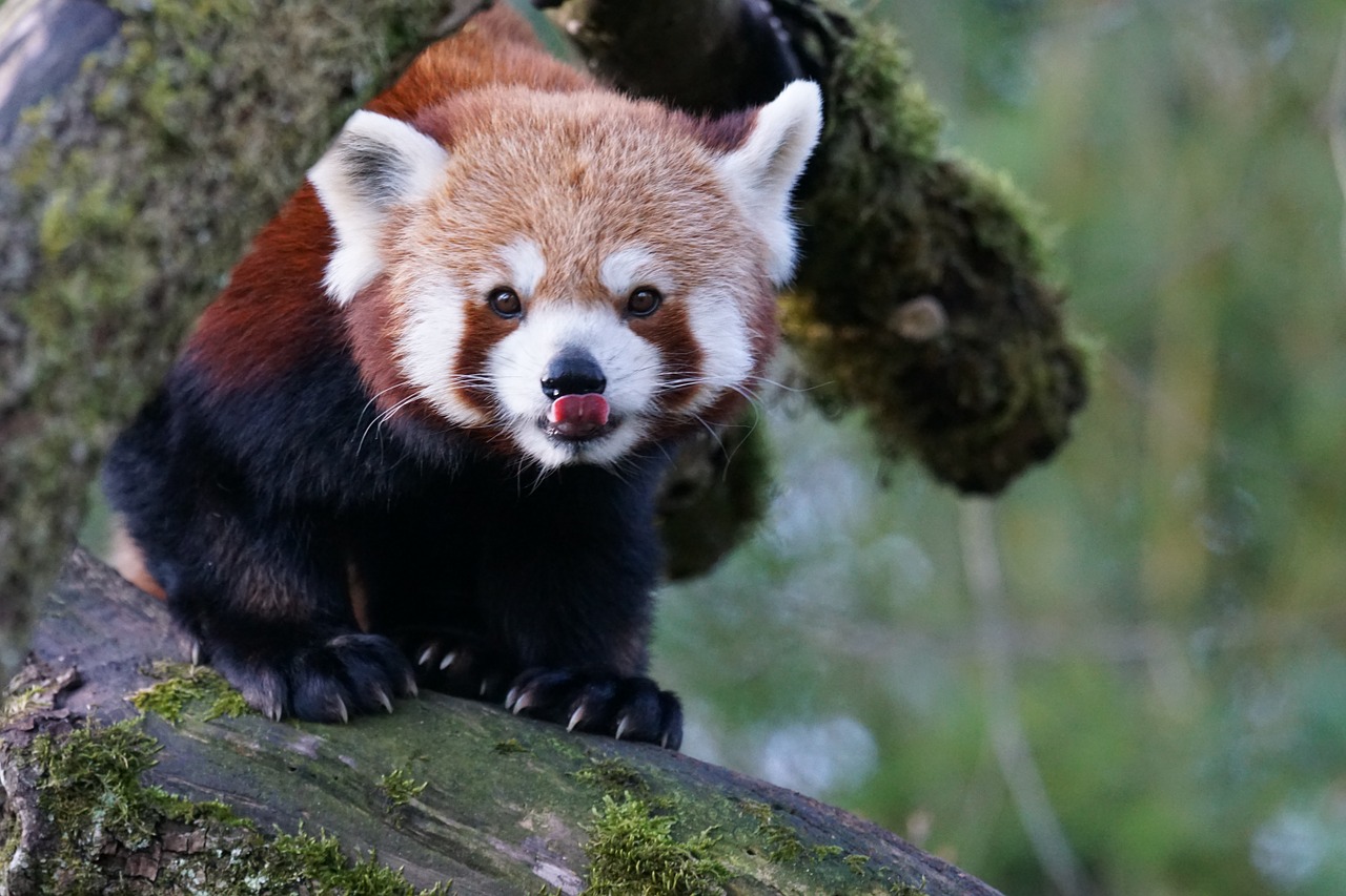 Gyvūnai, Mažas Pandas, Raudonoji Panda, Panda, Alpinistas, Nemokamos Nuotraukos,  Nemokama Licenzija