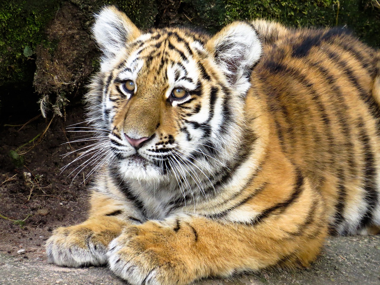 Gyvūnai, Tigras, Plėšrūnas, Jaunas Gyvūnas, Jaunasis Tigras, Katė, Uždaryti, Pavojingas, Zoologijos Sodas, Tiergarten