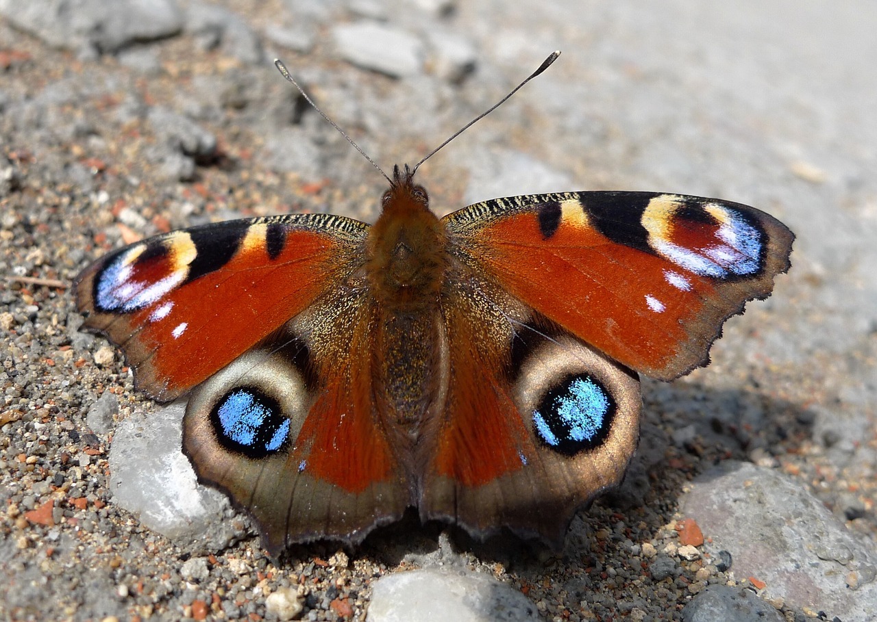 Drugelis, Gyvūnai, Išsamiai, Vabzdys, Monarchas, Nemokamos Nuotraukos,  Nemokama Licenzija